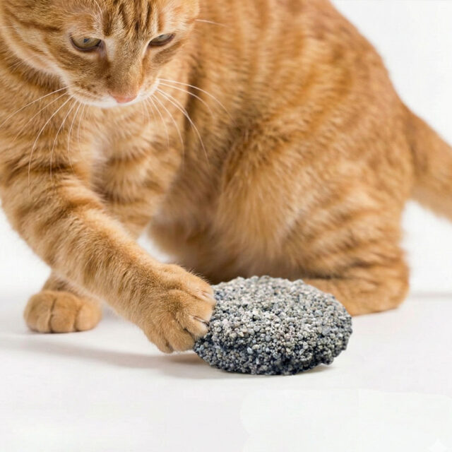 A cat surprised by Zalssa clumping so firmly