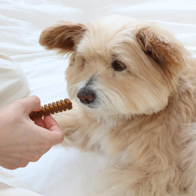 A guardian feeding a dog BREEZEN Goodnight Chew dental chew by hand
