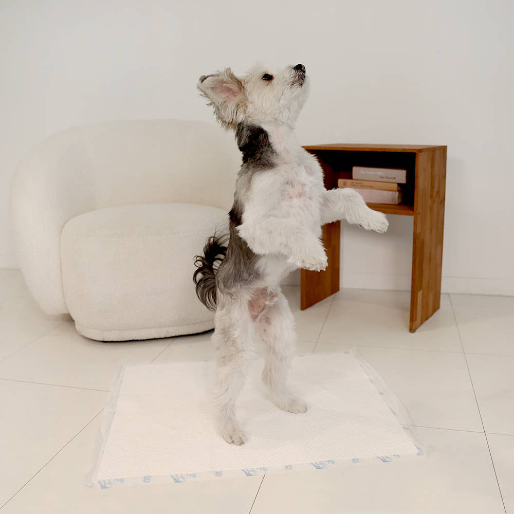 Dog standing on a PAWRI pet pad